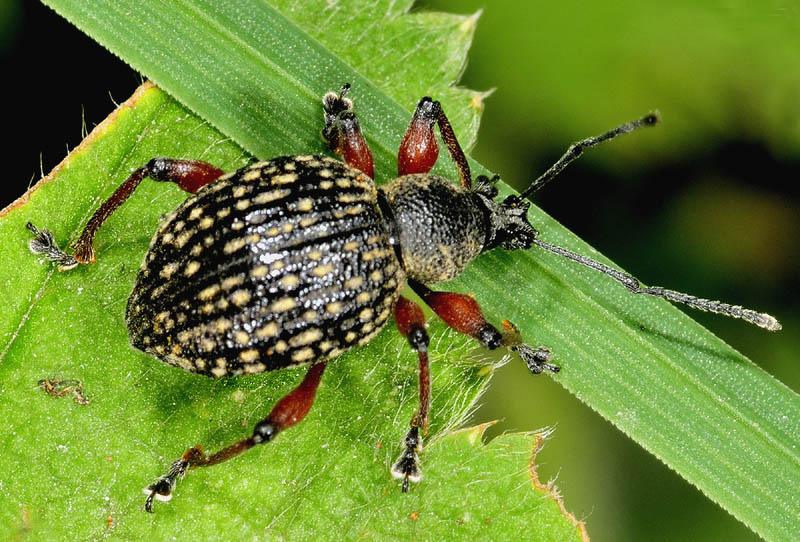 Otiorhynchus armadillo, Curculionidae